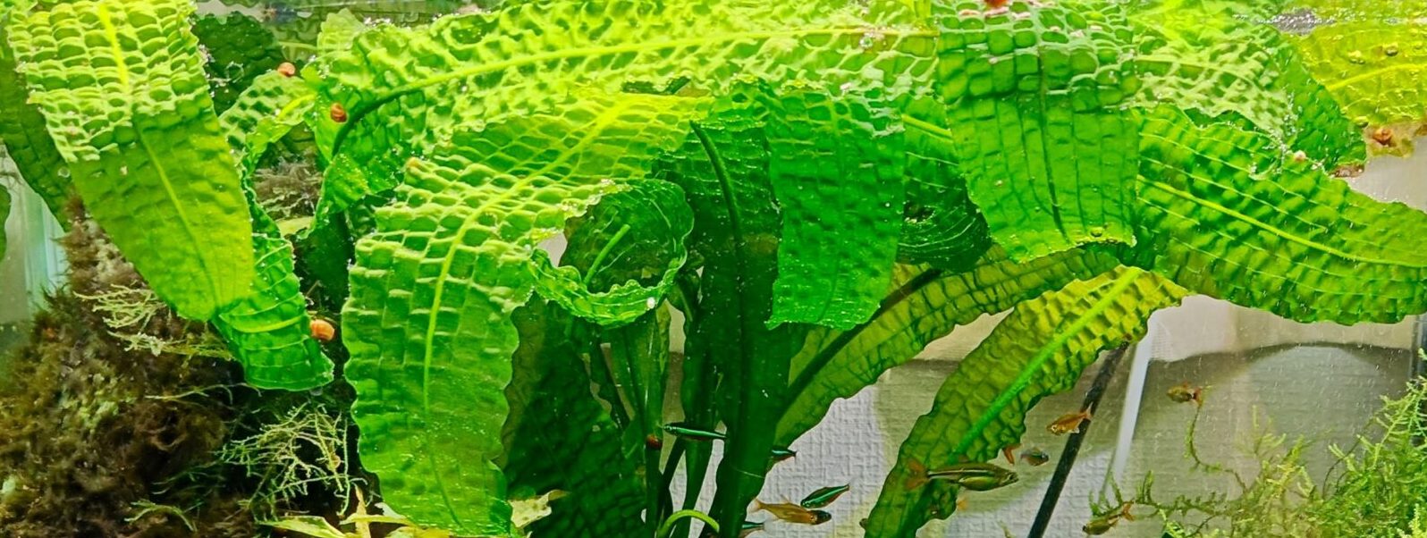 我が家の水草紹介